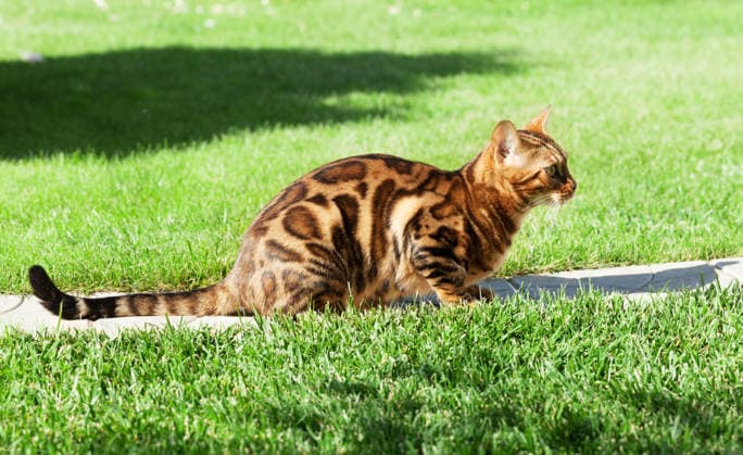Junges Bengalkätzchen Young bengal cat in sunny garden (License=RF) Copyright: xZoonar.com EvgenyxKarandaevx 25000272