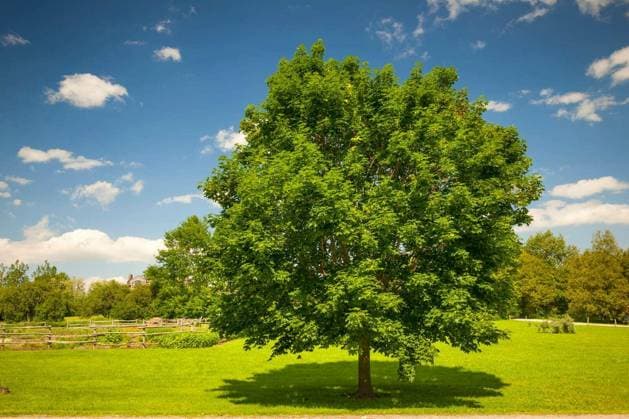 Large single maple tree on sunny summer day in green field with blue sky Copyright: xelenathewisex Panthermedia70596578.jpg