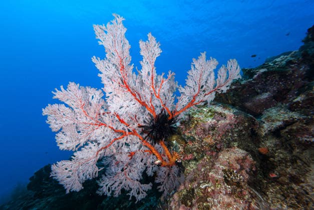 Ein schönes Bild von einem Heiligtum Korallenriff A beautiful picture of an healty coral reef (License=RF) Copyright: xZoonar.com LucaxGialdinix 25003735