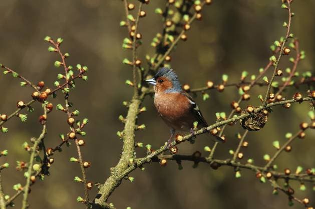 Buchfink, Fringilla coelebs, sitzt auf einm Lärchenast, Burbach Nordrhein-Westfalen Chaffinch, Fringilla coelebs, sitting on a larch branch, Burbach, North Rhine-Westphalia Copyright: imageBROKER GerdxPetri ibxgdp17513182.jpg