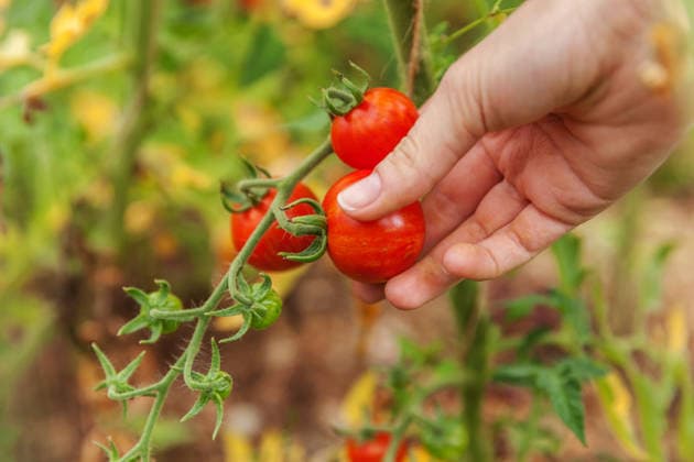 Konzept für Gartenbau und Landwirtschaft. Landarbeiterin, die frische, reife Bio-Tomaten von Hand pflückt. Gewächshausanbau. Gemüseanbau. Tomatenanbau im Gewächshaus. Gardening and agriculture concept. Woman farm worker hand picking fresh ripe organic tomatoes. Greenhouse produce. Vegetable food production. Tomato growing in greenhouse (License=RF) Copyright: xZoonar.com IuliiaxZavalishinax 25012134