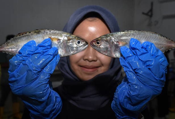 News Bilder des Tages Exports Of Frozen Fish From Indonesia To The Middle East Affected By The Iran-U.S. Conflict A worker displays mackerel intended for frozen fish exports to Thailand, Brunei Darussalam, China, Qatar, and the United Arab Emirates, with exports totaling 75 tons, at PT Akademi Laut Selatan s cold storage facility in Malang, East Java, Indonesia, on May 9, 2026. During the conflict between Iran and the United States, the company temporarily suspends exports to the Middle East, continuing only exports of frozen fish to Thailand, Brunei Darussalam, and China. The company sources its fish from fishermen along the southern and northern coasts of East Java Province. Malang Indonesia  Copyright: xAmanxRochmanx originalFilename: rochman-notitle260509_npoZH.jpg