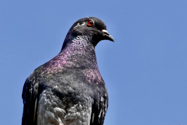 Seasonal weather A feral pigeon rests on a roof in the afternoons sunshine., Credit:Geoffrey Swaine Geoff Swaine - B4563 Avalon UK, Oxfordshire, Dunsden  Copyright: xGeoffreyxSwainex xGeoffxSwainex-xB4563x xAvalonx 1097576267