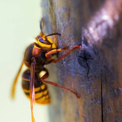 Nahaufnahme einer Hornisse auf einem Ast Closeup shot of a hornet on a stick (License=RF) Copyright: xZoonar.com EwaldxFroechx 25035387
