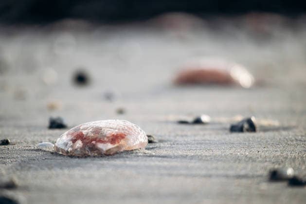 Creative Highlights World An der Plage de l?Almanarre angespülte Qualle mit durchscheinendem Körper und Tentakeln am Sandstrand, Nahaufnahme eines Küstenausschnitts Jellyfish washed ashore on Plage de l Almanarre with translucent body and tentacles on sandy beach, close-up coastal detail (License=RF) Copyright: xZoonar.com AndreixAntipovx 25039728