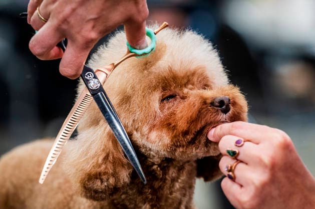 Entertainment Bilder des Tages The GrooMasters Prague competition, which showcased dog groomers from the Czech Republic and abroad, Prague, May 10, 2026. (CTKxPhoto VitxSimanek) CTKPhotoP2026051002395  CTKPhotoP2026051002395