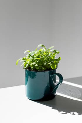 Junge Rucola-Sprossen in einer grünen Metalltasse im Sonnenlicht. Eine Pflanze voller neues Leben. Young sprouts seedlings arugula in a metal green mug in sunlight. New life plant. (License=RF) Copyright: xZoonar.com DmitriixMarchenkox xEnvatox 25042265