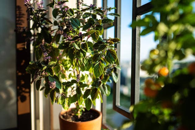Ein üppig blühender Thai-Basilikum-Strauch mit kleinen violetten Duftblüten in einem Tontopf auf der Fensterbank zu Hause Blooming Thai basil plant bush with small purple aroma flowers in clay pot on windowsill at home. Cultivation homegrown spicy herbs, indoor gardening. Green hobby concept (License=RF) Copyright: xZoonar.com DmitriixMarchenkox 25042835
