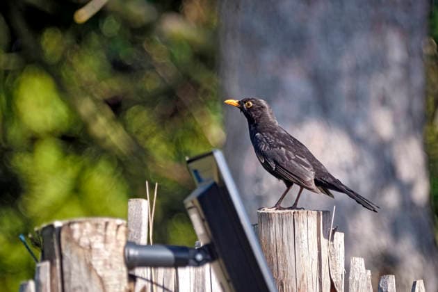 Amsel ( Turdus merula ) oder Schwarzdrossel. Amsel ( Turdus merula ) oder Schwarzdrossel. 20260505MIC0182 *** Blackbird Turdus merula or Black Thrush Blackbird Turdus merula or Black Thrush 20260505MIC0182