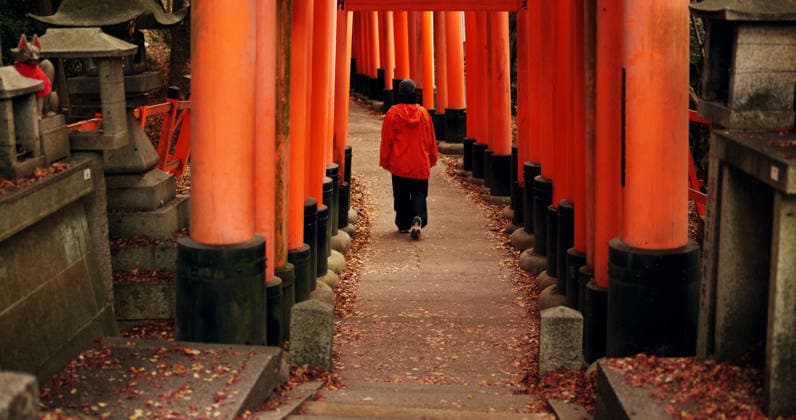 Man on path walking in Torii gate in Kyoto with peace, mindfulness and travel with spiritual history. Architecture, Japanese culture and person in orange tunnel at Shinto shrine in forest from back (License=RF) ,model released, Symbolfoto  Copyright: xZoonar.com YurixArcursxpeopleimages.comx 21225179 ,model released, Symbolfoto ,property released