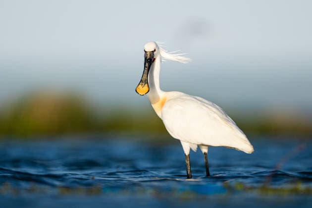 Creative Highlights World Manyas Bird Sanctuary National Park in Turkiye s Balikesir BALIKESIR, TURKIYE - APRIL 27: A spoonbills is seen at Manyas Bird Paradise National Park in Balikesir, Turkiye on April 27, 2026. The water level in Manyas Bird Paradise, one of Turkiye’s significant wetlands, has risen due to winter and spring rainfall. Thanks to its rich food resources, the region hosts not only resident species but also migratory birds arriving from distant geographies. Alper Tuydes Anadolu Balikesir Turkey. Editorial use only. Please get in touch for any other usage.  Copyright: x2026xAnadoluxAlperxTuydesx