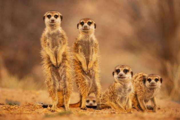 Creative Highlights World Meerkats, Suricata suricatta, at the den at sunrise Vanzylsrus. Meerkats,South Africa,Meerkats, Suricata suricatta, at the den at sunrise Vanzylsrus.  Meerkats, Suricata suricatta, at the den at sunrise Vanzylsrus.