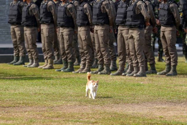 May 11, 2026, Banda Aceh, Aceh, Indonesia: A cat is seen crossing in front of troops carrying out a readiness roll call in Banda Aceh, Aceh Province, Indonesia on Monday. Banda Aceh Indonesia  - ZUMAi115 20260511_zip_i115_004 Copyright: xMuhammadxIqbalx