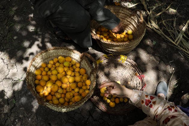 Apricot Harvest In Egypt Egyptian farmers begin the apricot harvest season in the village of Al-Amar, Qalyubia Governorate, Egypt, on May 11, 2026. Qalyubia Egypt  Copyright: xDoaaxAdelx originalFilename: ahmed-notitle260511_npPs2.jpg