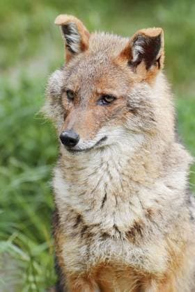 Goldschakal (Canis aureus), captive, Vorkommen in Asien und Europa Golden jackal (Canis aureus), captive, occurring in Asia and Europe Copyright: imageBROKER ChristianxHütter iblcht17534695.jpg