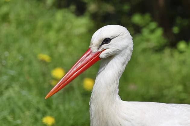 Weißstorch (Ciconia ciconia) bei der Nahrungssuche auf einer Wiese, Wildlife, Tierportrait, Hessen, Deutschland White stork (Ciconia ciconia) foraging in a meadow, Wildlife, Animal portrait, Hesse, Germany Copyright: imageBROKER BurkhardxSauskojus ibxbsa17612685.jpg