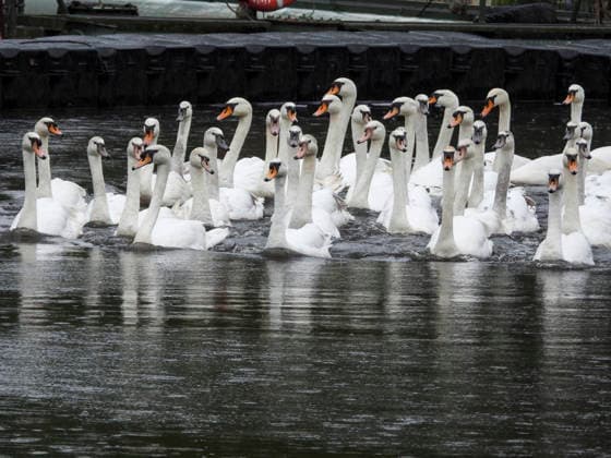 CNTV SCHWAENE - Die Hamburger Alsterschwaene sind wieder auf Hamburgs Gewässern der Alster unterwegs 12.05.2026 Hamburg- Die Tiere wurden erst heute wegen der Vogelgrippe aus dem Winterquartier entlassen Schwanenvater Olaf Nies gemeinsam mit seinem Team die Tiere in die Freiheit. Die Schwäne werden über die gewohnte Route der vergangenen Jahre entlang der Streekbrücke und Krugkoppelbrücke bis auf die Außenalster gefuehrt. Hamburg Deutschland *** CNTV SCHWAENE The Hamburg Alster swans are back on Hamburgs waters of the Alster 12 05 2026 Hamburg The animals were only released from their winter quarters today because of bird flu Swan father Olaf Nies and his team will lead the animals to freedom The swans will be led along the usual rou