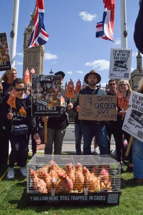 May 12, 2026, London, England, United Kingdom: Activists from the vegan and animal rights campaign group Viva hold placards around a cage with plush toy chickens in Parliament Square during a protest calling on the government to ban cages for hens. Over seven million hens spend their lives in cramped cages on factory farms. London United Kingdom  - ZUMAv130 20260512_zip_v130_013 Copyright: xVukxValcicx
