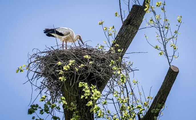 Störche in Mülheim an der Ruhr ** NUR FÜR REDAKTIONELLE ZWECKE ** EDITORIAL USE ONLY **<p>Eine Störchin steht am Dienstag, 12.05.2026, in ihrem Nest, das auf einer gestutzten Pappel an der Mintarder Straße in Mülheim an der Ruhr angelegt ist. Vermutlich brütet sie bereits ihre abgelegten Eier. Deutschland NRW Mülheim an der Ruhr Copyright: MartinxMöller *** Storks in Mülheim an der Ruhr FOR EDITORIAL PURPOSES ONLY EDITORIAL USE ONLY p A female stork stands in her nest on a trimmed poplar tree on Mintarder Straße in Mülheim an der Ruhr on Tuesday, 12 05 2026 Presumably she is already incubating her laid eggs Germany NRW Mülheim an der Ruhr Copyright MartinxMöller Copyright: MartinxMöller doc85tbxbgg7hh1x4erjcx ,EDITORIAL USE ONLY