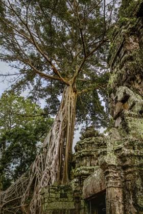Der alte Khmer-Tempel Ta Prohm, Tempel, Tomb Raider-Tempel, Lara Croft, Siem Reap, Kambodscha, Südostasien The ancient Khmer temple, Ta Prohm temple, Tomb Raider temple, Lara Croft, Siem Reap, Cambodia, Southeast Asia Copyright: imageBROKER TobiasxFabianxHuinin ibltnh17689785.jpg