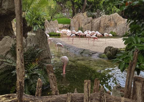 Rosaflamingos bewegen sich zwischen Wasserlauf, Felsen und tropischer Vegetation im Bioparc Valencia Pink flamingos move between watercourses, rocks and tropical vegetation in Bioparc Valencia Copyright: imageBROKER Odermann ibldll17717044.jpg
