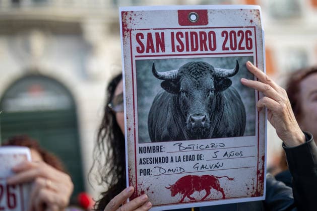 Anti-bullfighting rally in Madrid, Spain - 16 May 2026 An activist carries banners with the image of a bull Protesters organized an anti-bullfighting rally organized by PACMA (Animal Rights Party for the Environment) to protest the lives of the bulls killed during the traditional festivities of San Isidro Labrador, patron saint of Madrid. Madrid Spain Copyright: xDavidxCanalesx xSOPAxImagesx DCPacmaSol260516-25