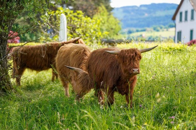 News Bilder des Tages Altenrhein, Kanton St. Gallen, Schweiz, Europa: Schottische Hochlandrinder auf einer grünen Wiese nahe Altenrhein am Bodensee. Highland Cattle zwischen Bäumen und Naturlandschaft, Landwirtschaft, Weidetiere, ländliche Idylle, Natur, Ostschweiz, Alpenregion, Tierhaltung, Sommer, Schweiz Tourismus, Wiese, Hörner, Outdoor, Dorfleben, ruhige Landschaft, Europa. *** Altenrhein, Canton St Gallen, Switzerland, Europe Scottish Highland cattle on a green meadow near Altenrhein on Lake Constance Highland cattle between trees and natural landscape, agriculture, grazing animals, rural idyll, nature, Eastern Switzerland, Alpine region, animal husbandry, summer, Switzerland tourism, meadow, horns, outdoor, village life, quiet landscape, Europe Copyright: xJOERANxSTEINSIEKx