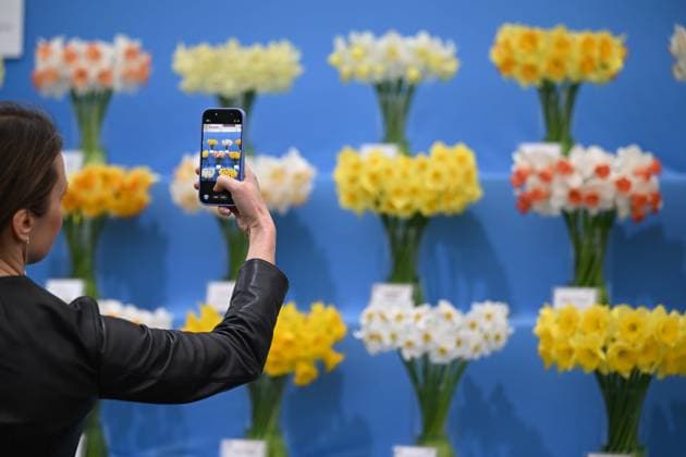 Press day opens for RHS Chelsea Flower Show LONDON, UNITED KINGDOM - MAY 18: A visitor takes a photograph of flower displays during the press day of the RHS Chelsea Flower Show in London, United Kingdom, on May 18, 2026, where various garden designs, live performances and promotional events were presented to members of the media. Rasid Necati Aslim Anadolu London United Kingdom. Editorial use only. Please get in touch for any other usage.  Copyright: x2026xAnadoluxRasidxNecatixAslimx