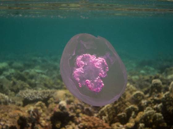 grosse rosa qualle im roten meer grossansicht Copyright: xthomasederx Panthermedia69565654.jpg
