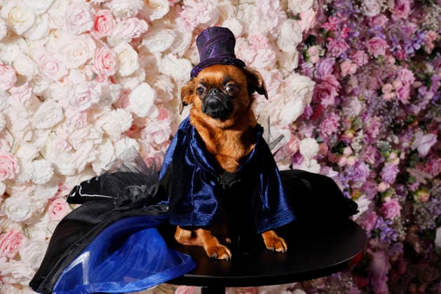 A Brussels Griffon named Priscilla is dressed as Stevie Nicks was dressed at the Met Gala at the The Pet Gala in New York City on Monday, May 18, 2026. The Pet Gala by Anthony Rubio designs recreates outfits from the Met Gala for pets.  NYP20260518139 JOHNxANGELILLO