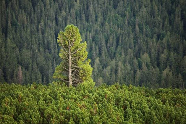 Tall pine tree rising above others Copyright: xGudella_1x Panthermedia69736608.jpg