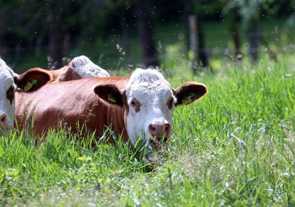 Ein Frühsommertag bei Tutzing (Landkreis Starnberg). Hier der Blick auf Kühe, Kuh, Hausrind, Braunvieh welche in einer Wiese liegen, liegend, sitzend *** An early summer day near Tutzing, district of Starnberg Here the view of cows, cow, domestic cattle, brown cattle lying in a meadow, lying, sitting