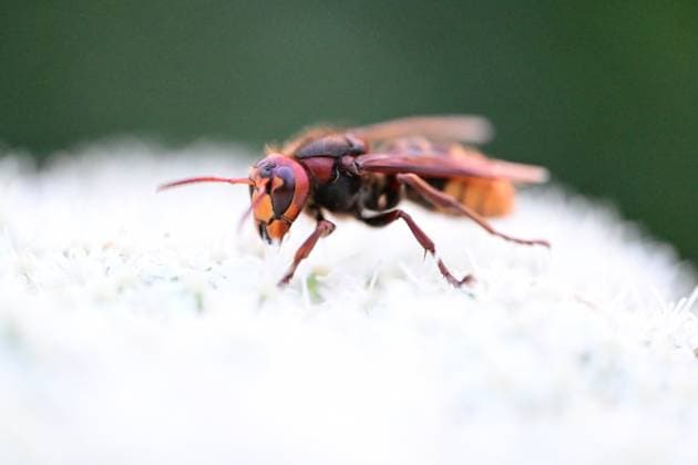 May 20 World Bee Day DUZCE, TURKIYE - MAY 20: Bees are seen collecting pollen and nectar from flowers in Duzce, Turkiye, on May 20, 2026. World Bee Day on May 20 is celebrated globally to raise awareness about the vital importance of bees for the ecosystem, food security, and biodiversity, and to support the protection of their species. Omer Urer Anadolu Duzce Turkey. Editorial use only. Please get in touch for any other usage.  Copyright: x2026xAnadoluxOmerxUrerx