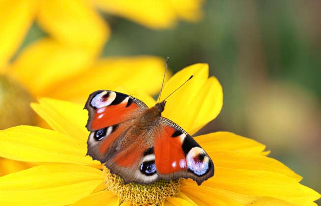Tagpfauenauge (Inachis io, Nymphalis io, Aglais io), sitzt auf einem Sonnenhut, Rudbeckia, Deutschland, Mecklenburg-Vorpommern Peacock butterfly, European Peacock (Inachis io, Nymphalis io, Aglais io), sitting on a rudbeckia, Germany, Mecklenburg-Western Pomerania BLWS748044 *** Tagpfauenauge Inachis io, Nymphalis io, Aglais IO , sits at a Sun hat, Rudbeckia, Germany, Mecklenburg Western Pomerania Peacock butterfly, European Peacock Inachis io, Nymphalis io, Aglais IO , Sitting ON a rudbeckia, Germany, Mecklenburg Western Pomerania BLWS748044 Copyright: xblickwinkel H.xDutyx