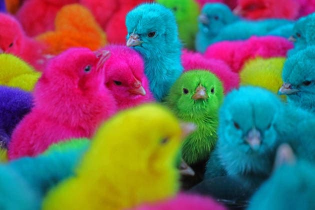 May 20, 2026, Aceh Besar, Aceh, Indonesia: Display of colorful chicks sold at Sibreh Animal Market, Suka Makmur District, Aceh Besar regency, Aceh province, Indonesia on Wednesday, May 20, 2026. Aceh Besar Indonesia - ZUMAs340 20260520_zip_s340_043 Copyright: xKhairuxSyukrillahx