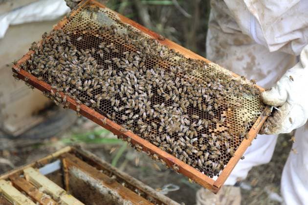 (260520) -- BAGHDAD, May 20, 2026 -- A beekeeper checks a honeycomb at his apiary on the outskirts of Baghdad, Iraq, on May 20, 2026. The World Bee Day, which is observed on May 20 annually, was declared by the UN General Assembly in 2017. ) IRAQ-BAGHDAD-BEEKEEPER-WORLD BEE DAY KhalilxDawood 