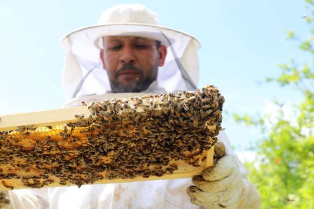 (260520) -- BAGHDAD, May 20, 2026 -- A beekeeper checks a honeycomb at his apiary on the outskirts of Baghdad, Iraq, on May 20, 2026. The World Bee Day, which is observed on May 20 annually, was declared by the UN General Assembly in 2017. ) IRAQ-BAGHDAD-BEEKEEPER-WORLD BEE DAY KhalilxDawood 