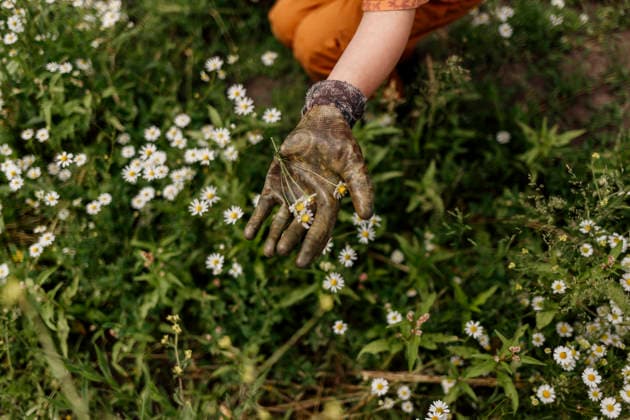Children Sharing Chamomile During Harvest Amsterdam, North Holland, Netherlands R_RTBZ26051335-2025730-01