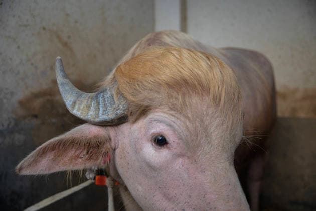 A albino buffalo named after United States President Donald Trump for a similar hairstyle is photographed at a cattle farm in Narayanganj, Bangladesh ahead of Eid Ul Adha, on May 20, 2026. Copyright: xZIAULxHAQUExOISHARJHx Trump_in_BD(2)