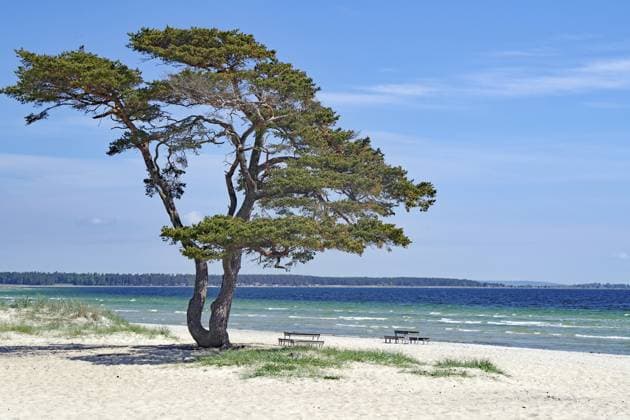 Ein einzelner Baum am Strand mit Bänken im Hintergrund, unter einem klaren blauen Himmel, Ahus, Skane län, Sydostleden, Schweden A single tree on the beach with benches in the background, under a clear blue sky, Ahus, Skane län, Sydostleden, Sweden Copyright: imageBROKER ReinhardxPantke iblrpa17787692.jpg