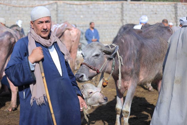 Eid al-Adha preparations in Egypt GIZA, EYGPT - MAY 21: People flock to the livestock market to buy camels ahead of Eid al-Adha (Feast of Sacrifice) in Giza, Egypt on May 21, 2026.. Muslims around the world celebrate Eid-Al-Adha by slaughtering livestock including camels, sheep, goats, and cows to pay tribute to the Prophet Abraham s devotion to Allah. Fareed Kotb Anadolu Cairo Egypt. Editorial use only. Please get in touch for any other usage.  Copyright: x2026xAnadoluxFareedxKotbx