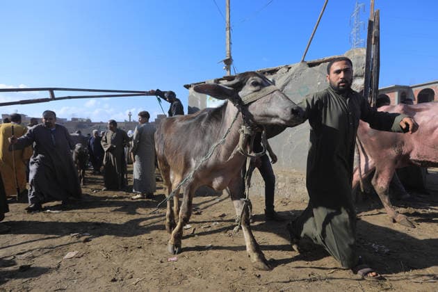 Eid al-Adha preparations in Egypt GIZA, EYGPT - MAY 21: People flock to the livestock market to buy camels ahead of Eid al-Adha (Feast of Sacrifice) in Giza, Egypt on May 21, 2026.. Muslims around the world celebrate Eid-Al-Adha by slaughtering livestock including camels, sheep, goats, and cows to pay tribute to the Prophet Abraham s devotion to Allah. Fareed Kotb Anadolu Cairo Egypt. Editorial use only. Please get in touch for any other usage.  Copyright: x2026xAnadoluxFareedxKotbx