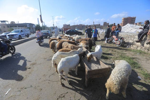 Eid al-Adha preparations in Egypt GIZA, EYGPT - MAY 21: People flock to the livestock market to buy camels ahead of Eid al-Adha (Feast of Sacrifice) in Giza, Egypt on May 21, 2026.. Muslims around the world celebrate Eid-Al-Adha by slaughtering livestock including camels, sheep, goats, and cows to pay tribute to the Prophet Abraham s devotion to Allah. Fareed Kotb Anadolu Cairo Egypt. Editorial use only. Please get in touch for any other usage.  Copyright: x2026xAnadoluxFareedxKotbx
