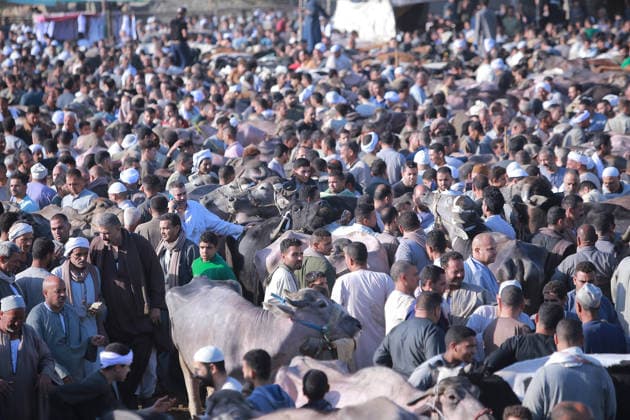 Eid al-Adha preparations in Egypt GIZA, EYGPT - MAY 21: People flock to the livestock market to buy camels ahead of Eid al-Adha (Feast of Sacrifice) in Giza, Egypt on May 21, 2026.. Muslims around the world celebrate Eid-Al-Adha by slaughtering livestock including camels, sheep, goats, and cows to pay tribute to the Prophet Abraham s devotion to Allah. Fareed Kotb Anadolu Cairo Egypt. Editorial use only. Please get in touch for any other usage.  Copyright: x2026xAnadoluxFareedxKotbx