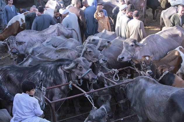 Eid al-Adha preparations in Egypt GIZA, EYGPT - MAY 21: People flock to the livestock market to buy camels ahead of Eid al-Adha (Feast of Sacrifice) in Giza, Egypt on May 21, 2026.. Muslims around the world celebrate Eid-Al-Adha by slaughtering livestock including camels, sheep, goats, and cows to pay tribute to the Prophet Abraham s devotion to Allah. Fareed Kotb Anadolu Cairo Egypt. Editorial use only. Please get in touch for any other usage.  Copyright: x2026xAnadoluxFareedxKotbx