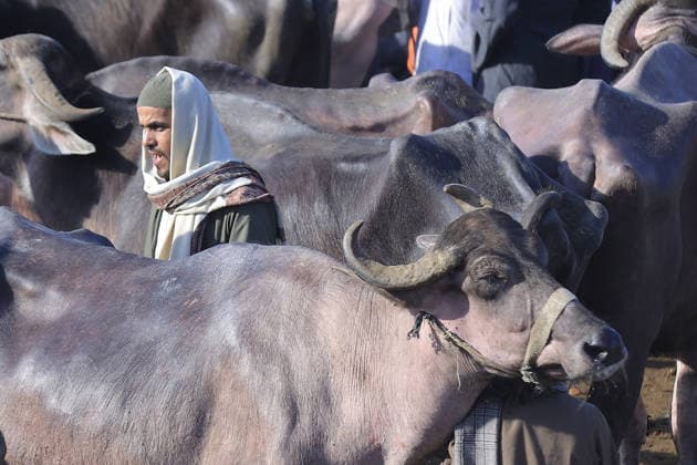 Eid al-Adha preparations in Egypt GIZA, EYGPT - MAY 21: People flock to the livestock market to buy camels ahead of Eid al-Adha (Feast of Sacrifice) in Giza, Egypt on May 21, 2026.. Muslims around the world celebrate Eid-Al-Adha by slaughtering livestock including camels, sheep, goats, and cows to pay tribute to the Prophet Abraham s devotion to Allah. Fareed Kotb Anadolu Cairo Egypt. Editorial use only. Please get in touch for any other usage.  Copyright: x2026xAnadoluxFareedxKotbx