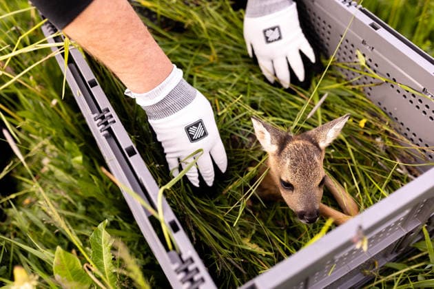 Zollernalb, Kitzrettung mit dem Kitz-Retter Neckar-Alb e.V., 21.05.2026 Ein Helfer der Kitzretter hebt mit Gras zwischen den Haenden ein kleines Rehkitz aus einer Wiese die gemaeht werden soll in eine Sicherheitsbox *** Zollernalb, fawn rescue with the Kitz Retter Neckar Alb e V , 21 05 2026 A helper of the fawn rescuers lifts a small fawn with grass between his hands from a meadow that is to be mowed into a safety box