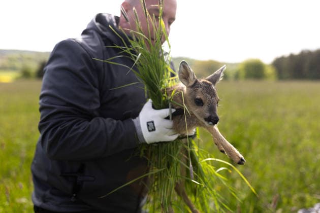 Zollernalb, Kitzrettung mit dem Kitz-Retter Neckar-Alb e.V., 21.05.2026 Ein Helfer der Kitzretter hebt mit Gras zwischen den Haenden ein kleines Rehkitz aus einer Wiese die gemaeht werden soll in eine Sicherheitsbox *** Zollernalb, fawn rescue with the Kitz Retter Neckar Alb e V , 21 05 2026 A helper of the fawn rescuers lifts a small fawn with grass between his hands from a meadow that is to be mowed into a safety box