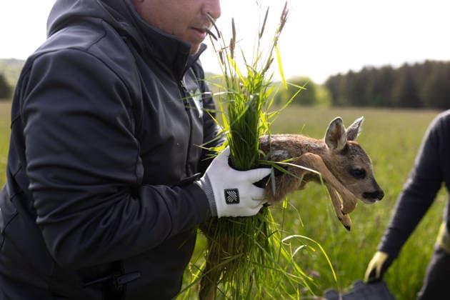 Zollernalb, Kitzrettung mit dem Kitz-Retter Neckar-Alb e.V., 21.05.2026 Ein Helfer der Kitzretter hebt mit Gras zwischen den Haenden ein kleines Rehkitz aus einer Wiese die gemaeht werden soll in eine Sicherheitsbox *** Zollernalb, fawn rescue with the Kitz Retter Neckar Alb e V , 21 05 2026 A helper of the fawn rescuers lifts a small fawn with grass between his hands from a meadow that is to be mowed into a safety box