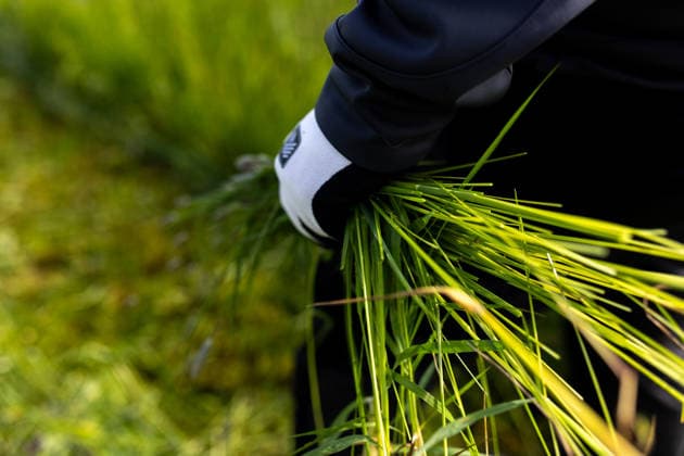 Zollernalb, Kitzrettung mit dem Kitz-Retter Neckar-Alb e.V., 21.05.2026 Ein Kitzretter steht mit Gras in den Haenden auf eine Wiese auf der Suche nach einem Kitz *** Zollernalb, fawn rescue with the Kitz Retter Neckar Alb e V , 21 05 2026 A fawn rescuer stands in a meadow with grass in his hands looking for a fawn